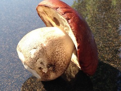 Leccinum fallax
