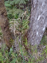 Isachne distichophylla