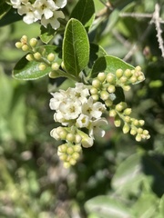 Citharexylum berlandieri
