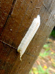 Eumusonia