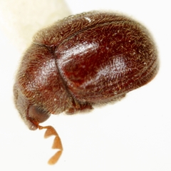 Byrrhodes levisternus