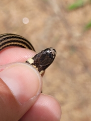 Elapomorphus quinquelineatus