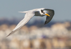 Thalasseus bengalensis