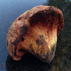 Gastroboletus
