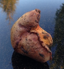 Gastroboletus