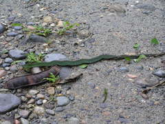 Erythrolamprus typhlus