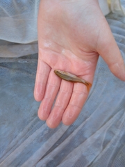 Pimephales notatus