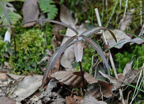 Fritillaria shikokiana iNat (1)