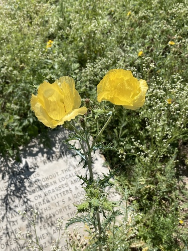 Golden pricklypoppy (Argemone aenea)