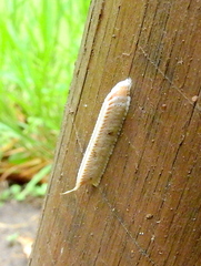 Eumusonia