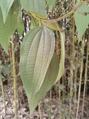 Miconia aeruginosa