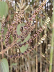 Miconia aeruginosa