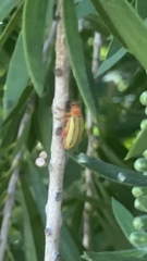 Disonycha quinquelineata