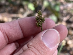 Carex subbracteata