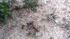 Bagrada elegans