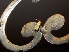 Platyedra subcinerea