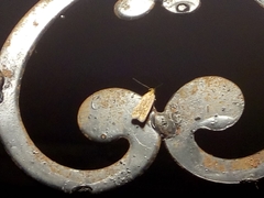 Platyedra subcinerea