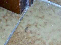 Platyedra subcinerea