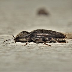 Cardiophorus vestigialis