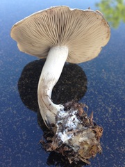 Clitocybe glacialis