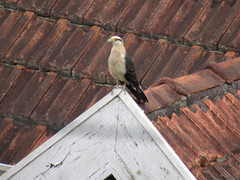 Daptrius chimachima