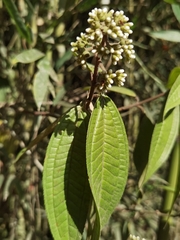 Miconia ibaguensis