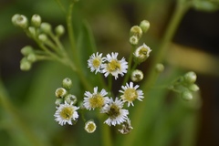 Erigeron darrellianus