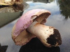 Phlegmacium balteatum