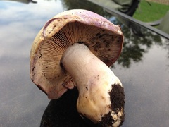 Phlegmacium balteatum