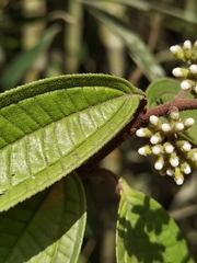 Miconia ibaguensis