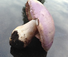 Phlegmacium balteatum