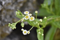 Erigeron darrellianus