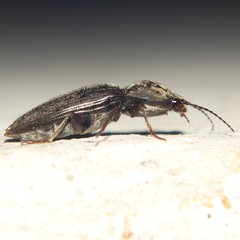 Cardiophorus vestigialis