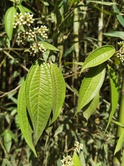 Miconia ibaguensis