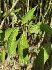 Miconia ibaguensis
