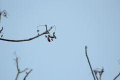 Gyrocarpus mocinoi