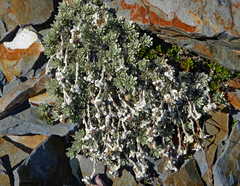 Leucogenes leontopodium