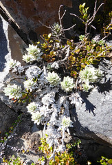 Leucogenes leontopodium