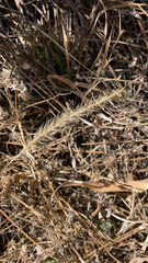 Setaria scheelei