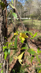 Chrysojasminum humile