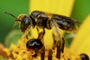 Protandrena labrosa - Photo (c) Amy Schnebelin, some rights reserved (CC BY), uploaded by Amy Schnebelin