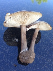 Melanoleuca angelesiana