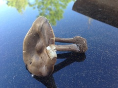 Melanoleuca angelesiana