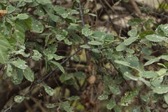 Achatocarpus oaxacanus