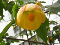 Abutilon hybridum