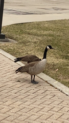 Branta canadensis