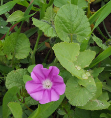 Convolvulus coelesyriacus