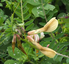 Vicia sericocarpa