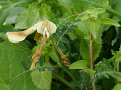 Vicia sericocarpa