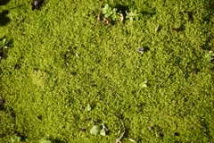 Weissia jamaicensis